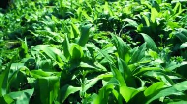 Yaban otlu sarımsaklı halı, sarımsak ya da pırasalı pırasalı sarımsak. Popüler ve sağlıklı yenilebilir aromalar ve baharda eski ormanlarda yetişen sarımsak kokulu bahar otları.