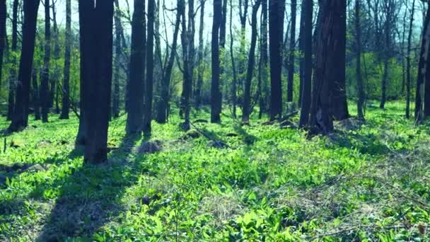 Populaire Wilde Beren Knoflook Allium Ursinum Voorjaar Kruid Verse Natuurlijke — Stockvideo