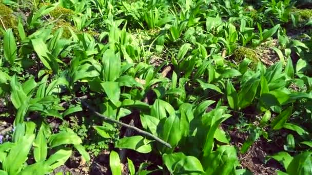 Las Hojas Ajo Silvestre Bosque Primavera Son Muchas Cerca Glade — Vídeo de stock