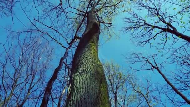 幹の上の冠から根までの若いオークの木を追跡し それは新鮮な緑のクマニンニクの大きな房で過成長しています オークの木の下のラムソン畑 — ストック動画