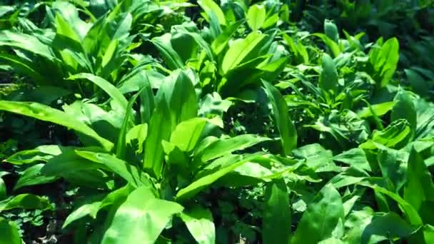 Sabor Comestible Popular Saludable Hierba Primavera Con Olor Ajo Que — Vídeos de Stock