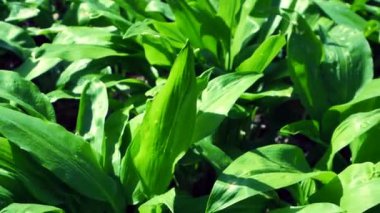 Yaprakların arasına saklanmış yabani ayıların taze baharatlı yaprakları. Mart ve Mayıs ayları arasında hasat edilen popüler bitkiler ve yemek pişirmek için kullanılan tıbbi malzemeler..