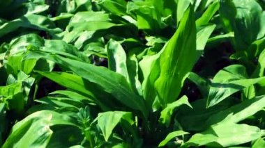 Bahar bitkisi sarımsak ya da Allium ursinum taşır. Tıbbi açıdan sağlıklı bir bitki ve ormanda yetişmiş taze yapraklar. Ramson olarak bilinen çiçek, Buckram, geniş sarımsak, ahşap sarımsak, ayı pırasası vs.