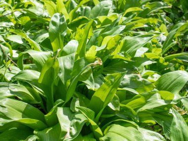 Popüler ve sağlıklı yenilebilir aroma ve baharda eski ormanlarda yetişen sarımsak kokulu bahar bitkisi. Yabani ot yapraklarından halı sarımsak, sarımsak, bırakılmış sarımsak ya da pırasalı sarımsak.