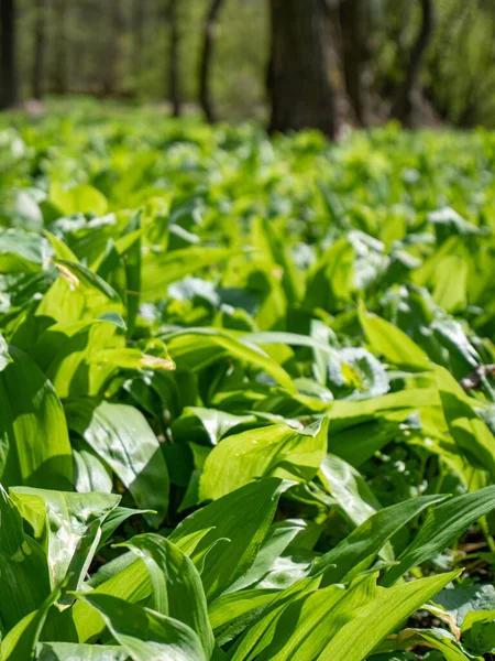 Popular and healthy edible flavoring and spring herb with garlic smell growing in spring in old forests. Carpet of wild herb garlic broad or leaved garlic or bear leek garlick.