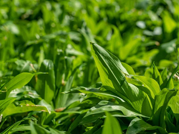 Găsirea Frunzelor Proaspete Usturoi Sălbatic Plante Detalii Pădurea Primăvară Pădure — Fotografie, imagine de stoc