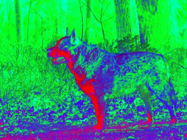 Kızılötesi termometre köpek termal radyasyonu gösteriyor. Arka plandaki orman, termal yalıtım eksikliği. Infra ya da termografi fotoğrafı