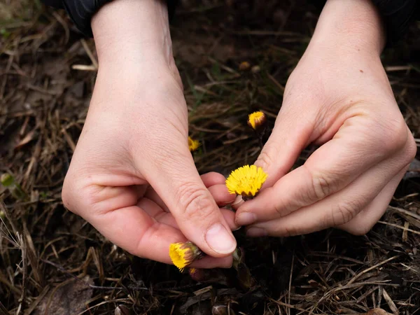 First Spring Coltsfoot Tussilago Farfara Flowers Woman Hands — Stock Photo, Image