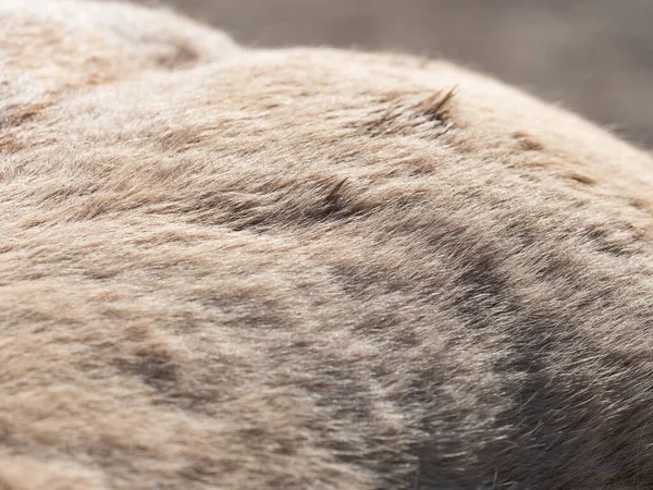 髪にほこりを持つ白い馬の毛皮の詳細 冬の毛皮の残りの部分から長い繊維を拾う — ストック写真