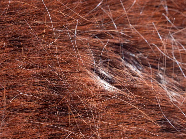 Brown Cavalo Pele Fundo Closeup Contrata Detalhe Pele — Fotografia de Stock