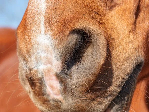 棕色染马的鼻孔或鼻孔 户外动物细节肖像 — 图库照片