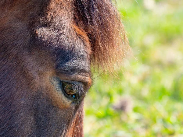 Ojo Caballo Marrón Cerca Foto Pestañas Multicolores —  Fotos de Stock