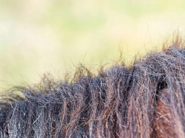 马毛的细部显示了动物毛的波浪状质感 农场里的棕色马毛 — 图库照片