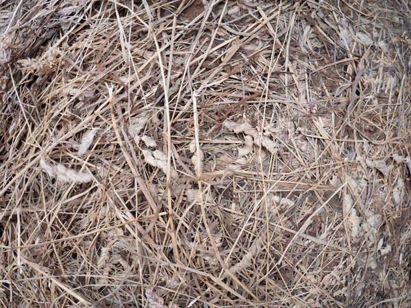 Dry Golden Yellow Hay Closeup Farming Harvest Background Agricultural Pressed — Stock Photo, Image