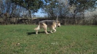 Çayırda yürüyen yorgun bir köpeğin portresi. Çalılıklar boyunca köy yolu.
