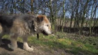 Yaşlı ve hasta, kıllı bir köpek çalılar boyunca çayırda yavaşça yürüyor.