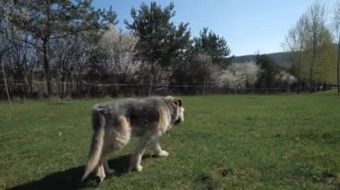 Çimlerin üzerinde tüylü bir kürkü olan orta büyüklükte kör bir köpek..
