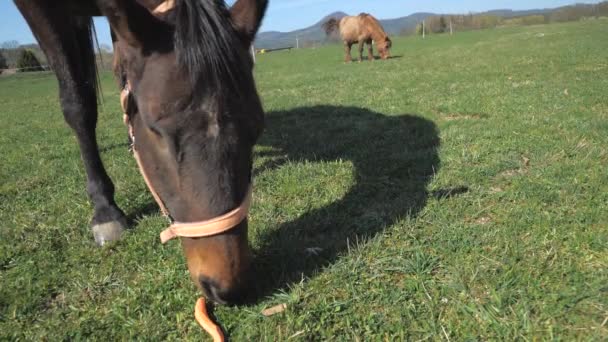 半分の盲目の馬の放牧草やニンジンの詳細 眼球のない馬は必要な注意を払って馬の農場で満足して生きています — ストック動画