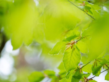 Genç kayın yaprağı, yeşil bahar soyut geçmişi, yaz parkı, kayın dalı..