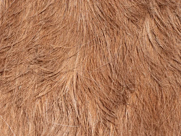 一只成年动物侧面的马毛特写 刷过的外套 — 图库照片