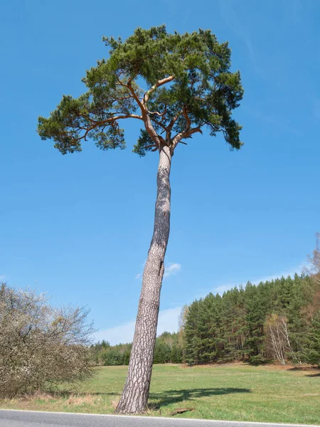 Paisaje Árbol Significativo Carretera Local 22M Altura Bosque Pino Pinus — Foto de Stock