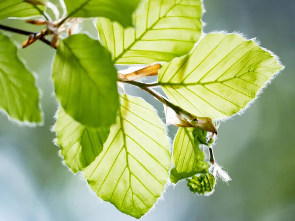 Abstract Background Fresh Green Beech Leaves Springtime — Stock Photo, Image