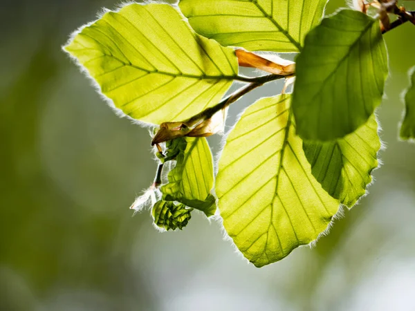 Feuille Vert Vif Nature Magique Feuilles Hêtre Vert Avec Beaux — Photo