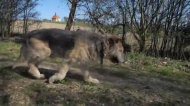 Yaşlı ve hasta, topal, kürklü bir köpek çalılık boyunca çayırda yavaşça yürüyor.