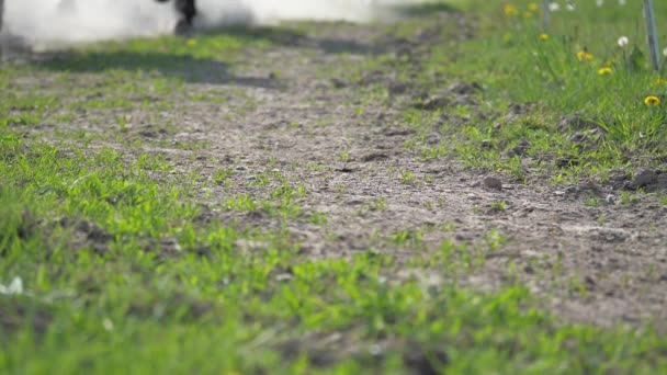 馬とポニーの蹄の下でほこりを上げる ほこりの多い道路上の馬の群れの脚 スローモーション — ストック動画