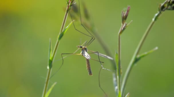 Tipula Oleracea Reste Sur Tige Herbe Envole Tipula Est Gros — Video