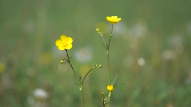 Léto Kvetoucí Žluté Máselník Ranunculus Repens Trávě Zlatá Louka Abstraktním — Stock video