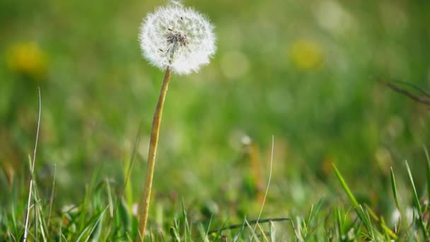 Sphère Pissenlit Avec Tête Blanche Dans Prairie Parmi Herbe Verte — Video