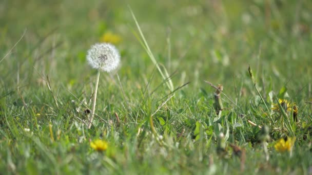 Pissenlits Blancs Lumière Soleil Chaude Nature Fleurs Blanches Floraison Pissenlit — Video