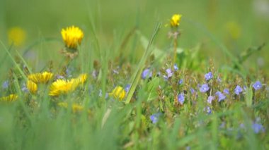 Çimen sapları ve mavi çiçekler arasındaki çiçekli karahindiba. Çiçek açan çayırda ayrıntı.