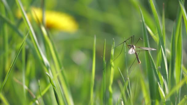 クレーン草の茎から飛んで飛ぶ 夏にヨーロッパの大型クレーンフライ ティプラ最大 — ストック動画