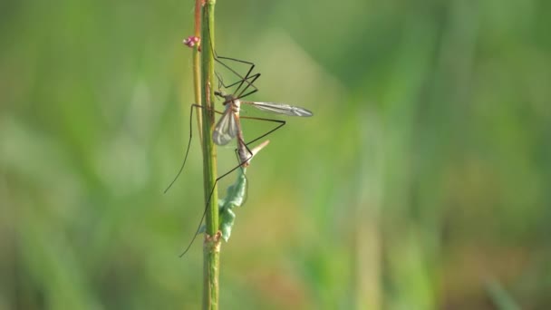 Εντόμων Τιπούλα Marsh Crane Fly Tipula Oleracea Ζευγάρι Ζευγαρώματος Ζευγάρι — Αρχείο Βίντεο