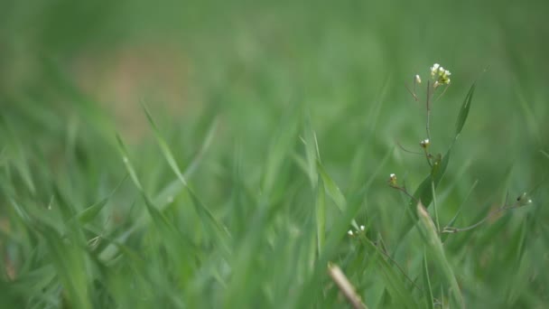 Fleur douce de la bourse de berger ou Capsella bursa-pastoris fleurs dans une rangée de jeunes germes de blé. Gros plan mise au point sélective peu profonde DOF .