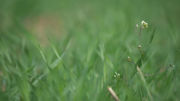 잡초로 뒤덮인 셰퍼드의 지갑이나 가젤라 부르사 파스토 Capsella Bursa Pastoris — 비디오