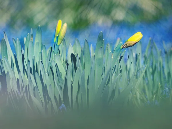 Abstrato Tempo Primavera Florescendo Narciso Flores Entre Pequeno Azul Flor — Fotografia de Stock