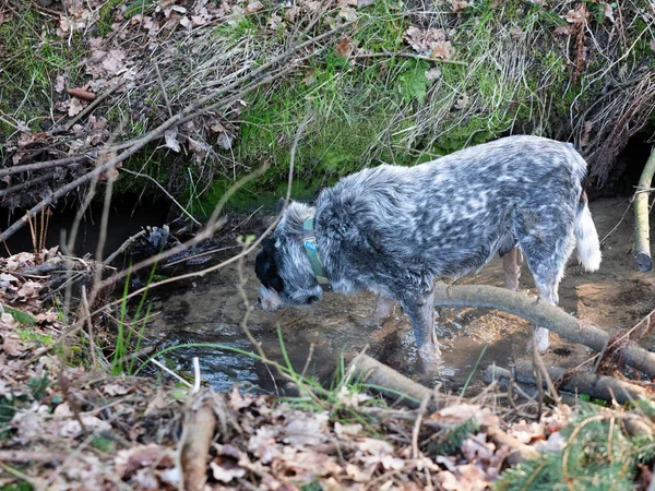 Perro Ganado Australiano Bebiendo Arroyo Forestal Piscina Agua Bosque Hojas —  Fotos de Stock