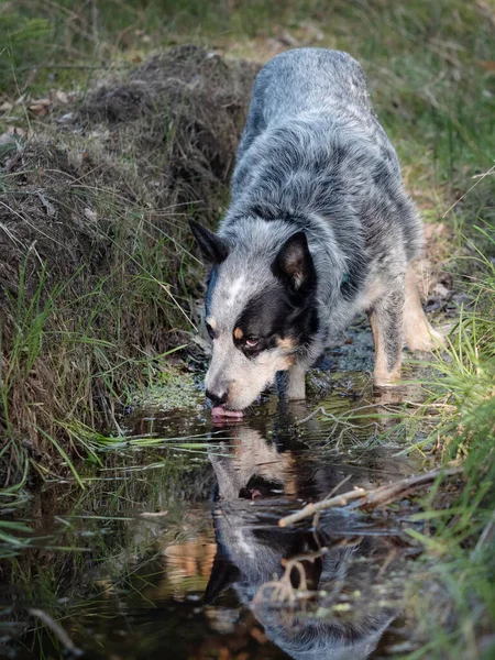 Belleza Perro Ganado Australiano Beber Agua Acostado Entre Las Hojas —  Fotos de Stock