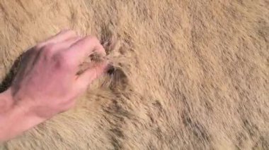 İzlandalı beyaz bir atın kürküne dokunan bir elin yakın çekimi. At, yüksek yalıtım katsayısıyla sıcak kış kürkünü kaybediyor. Bahar mevsimi ve doğal değişiklikler.