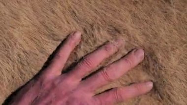 Çiftçiler at kürkünün kırmızı beyaz kış kürkünün yanlarını ve sırtlarını fırçalıyorlar. Uzun lifler parmaklar arasında belirir ve rüzgar onları uzaklara götürür.