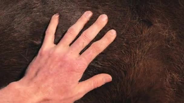 Farmer Hand Scratching Back Shoulders Agged Brown Warm Blooded Senior — Stock Video