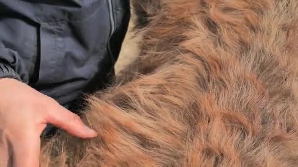 年迈的小马的肖像和身体 毛皮是冬季的剩余部分 自从3月初 也就是比50年前提早一个月开始 马的冬季毛皮就一直在脱落 — 图库视频影像