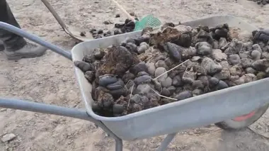 Çayırdaki at çiftliği çalışanlarını takip ediyorum. At donutlarını elle alıp el arabasıyla topluyorlar. Günlük rutinler.