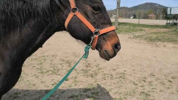 Portrait d'un cheval et d'une tête de cheval en se prélassant dans un corral circulaire. L'animal est calme, se repose et se prépare pour le prochain tour d'entraînement .
