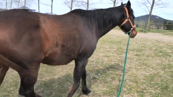 トレーナーは古いレース馬のホルターをチェックし ラウンドパドックで協力を訓練するために彼を送信します 通信教育 — ストック動画