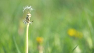 Çayırda rüzgarda sallanan yeşil otların arasında sallanan karahindiba sürüsü. Çayırdaki çimler büyür..