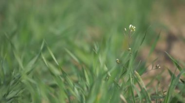 Yeşil buğday tarlası ve çiçek açan ot çobanı kapsülü. Küçük, nazik çiçekler. Güneşli bahar günü
